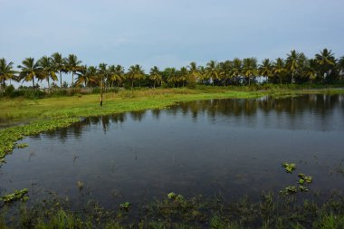 Yağmur mevsiminde tropikal bir kırsal olan Bangladeş 'in kırsal kesiminde, doğal bir kırsal ekosistemi temsil eden yemyeşil sulak çim tarlası..