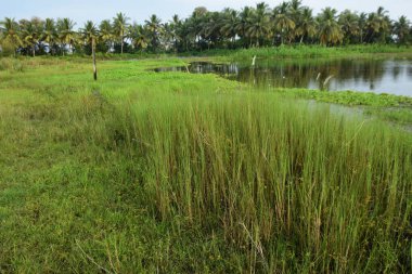 Bangladeş 'in kırsal kesimlerinde yağmur mevsiminde arka planda yabani bitki örtüsü ve hindistan cevizi palmiyeleri olan yemyeşil sulak çayır..