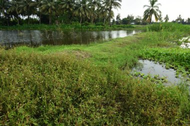 Bangladeş kırsalında yemyeşil sulak arazi ve palmiye ağaçları