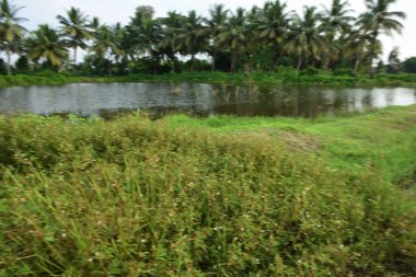 Bangladeş kırsalında yemyeşil sulak arazi ve palmiye ağaçları