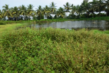 Bangladeş kırsalında yemyeşil sulak arazi ve palmiye ağaçları