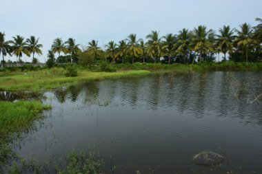 Bangladeş Yağmurlu Mevsim Sulak Arazi Palmiye Ağaçları ve Durgun Su