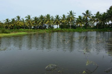Hindistan cevizi palmiyeleri yağmurlu mevsimde Bangladeş kırsalında yeşil tropikal bitki örtüsüyle çevrili sakin bir tatlı su göletine yansıdı..