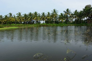 Hindistan cevizi palmiyeleri yağmurlu mevsimde Bangladeş kırsalında yeşil tropikal bitki örtüsüyle çevrili sakin bir tatlı su göletine yansıdı..