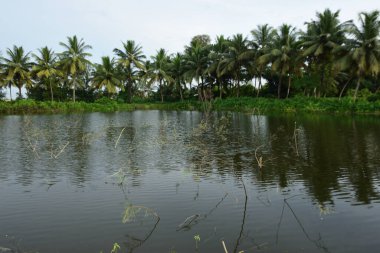 Hindistan cevizi palmiyeleri Bangladeş 'in sakin göl suyuna yansıyor