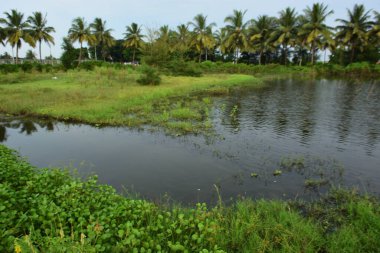 Bangladeş kırsal kesiminde yağmur mevsiminde Hindistan cevizi palmiyeleri ve yeşil bitki örtüsünü yansıtan huzurlu tropikal gölet.