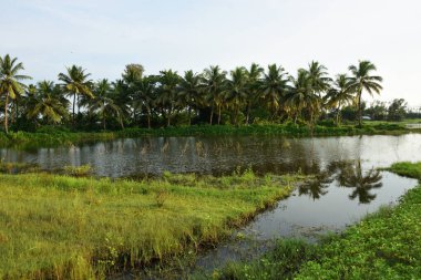 Yüzen bitki örtüsüyle sakin tropikal sulak gölet ve kırsal Bangladeş kırsal kesiminde yağmur mevsiminde hindistan cevizi palmiyelerinin yansımaları..