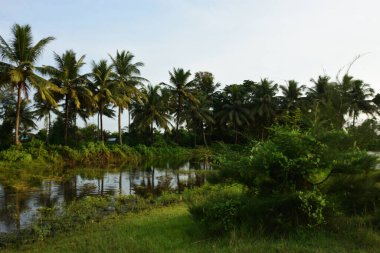Hindistan cevizi palmiyeleri ve kırsal Bangladeş 'teki Gölet ile Yeşil Bataklık Çayırı
