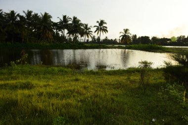 Kırsal Bangladeş 'te Hindistan Cevizi Palmiyeli Tropikal Bataklık Çayırı