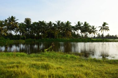 Kırsal Bangladeş 'te Hindistan Cevizi Palmiyeli Tropikal Bataklık Çayırı