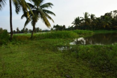 Tropikal Kırsal Bangladeş 'te Bataklık ve Sığ Su
