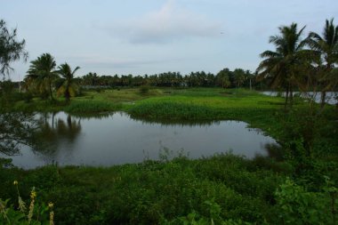 Bangladeş kırsalında yeşil sulak arazi bitki örtüsü ve hindistan cevizi palmiyeleri ile çevrili sakin tatlı su göleti, barışçıl bir tropikal kırsal ekosistemi temsil ediyor..