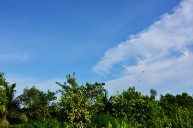 Mavi gökyüzü ile ormanın güzel manzarası.