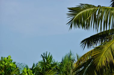 Mavi gökyüzünün arka planında bir palmiye ağacı