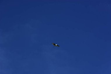 Mavi gökyüzünde uçan bir martı..