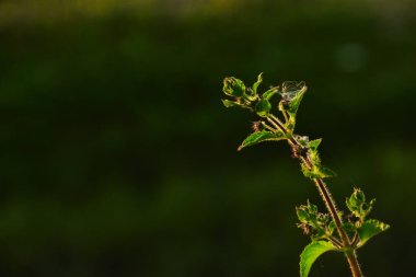 Gündüzleri büyüyen yeşil bitkilerin kapatılması
