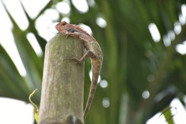 Oryantal bahçe kertenkelesi, arka planında yeşil tropikal yeşillikler olan bambu sapına tünemiş ve açık havada doğal bir yaban hayatı yakalamış..