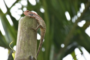 Yeşil Çeltik Tarlasında Genç Pirinç Bitkileri Büyüyor