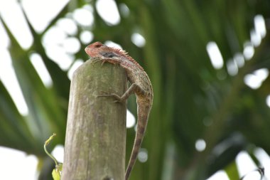 Oryantal Bahçe Kertenkelesi Bambu Kökünün Üzerinde Dinleniyor