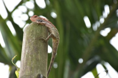 Oryantal Bahçe Kertenkelesi Bambu Kökünün Üzerinde Dinleniyor