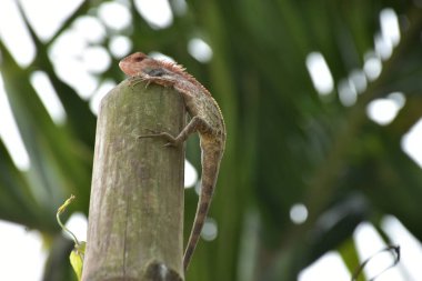 Oryantal bahçe kertenkelesi, arka planda yumuşak yeşil yapraklarla bambu sapına tünemiş tropikal bir ortamda doğal bir yaban hayatı yakalıyor..