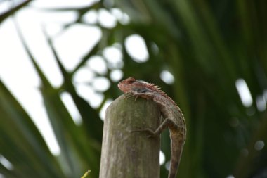 Oryantal bahçe kertenkelesi, arka planda yumuşak yeşil yapraklarla bambu sapına tünemiş tropikal bir ortamda doğal bir yaban hayatı yakalıyor..