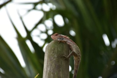 Oryantal bahçe kertenkelesi, arka planda yumuşak yeşil yapraklarla bambu sapına tünemiş tropikal bir ortamda doğal bir yaban hayatı yakalıyor..