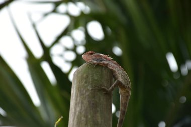 Oryantal bahçe kertenkelesi, arka planda yumuşak yeşil yapraklarla bambu sapına tünemiş tropikal bir ortamda doğal bir yaban hayatı yakalıyor..