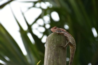 Oryantal bahçe kertenkelesi, arka planda yumuşak yeşil yapraklarla bambu sapına tünemiş tropikal bir ortamda doğal bir yaban hayatı yakalıyor..