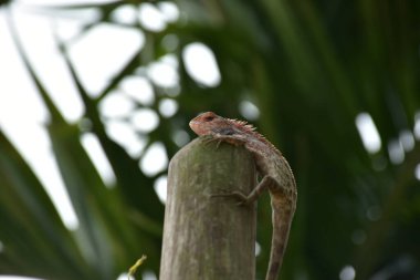 Oryantal bahçe kertenkelesi, arka planda yumuşak yeşil yapraklarla bambu sapına tünemiş tropikal bir ortamda doğal bir yaban hayatı yakalıyor..