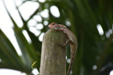 Oryantal bahçe kertenkelesi, arka planda yumuşak yeşil yapraklarla bambu sapına tünemiş tropikal bir ortamda doğal bir yaban hayatı yakalıyor..