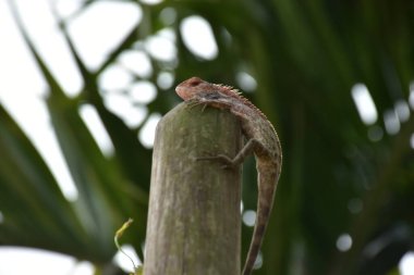 Oryantal bahçe kertenkelesi, arka planda yumuşak yeşil yapraklarla bambu sapına tünemiş tropikal bir ortamda doğal bir yaban hayatı yakalıyor..