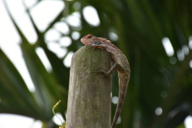 Oryantal bahçe kertenkelesi, arka planda yumuşak yeşil yapraklarla bambu sapına tünemiş tropikal bir ortamda doğal bir yaban hayatı yakalıyor..