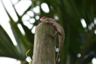 Oryantal bahçe kertenkelesi, arka planda yumuşak yeşil yapraklarla bambu sapına tünemiş tropikal bir ortamda doğal bir yaban hayatı yakalıyor..