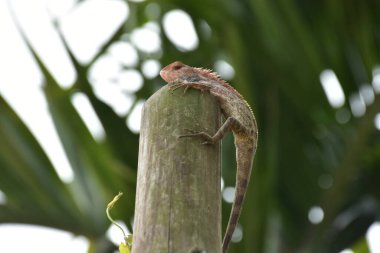Oryantal bahçe kertenkelesi, arka planda yumuşak yeşil yapraklarla bambu sapına tünemiş tropikal bir ortamda doğal bir yaban hayatı yakalıyor..