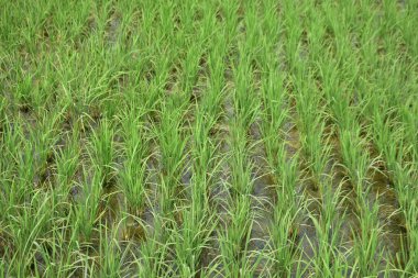 Yeşil Çeltik Tarlasında Genç Pirinç Bitkileri Büyüyor