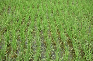 Yeşil Çeltik Tarlasında Genç Pirinç Bitkileri Büyüyor