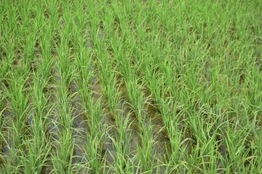 Yeşil Çeltik Tarlasında Genç Pirinç Bitkileri Büyüyor