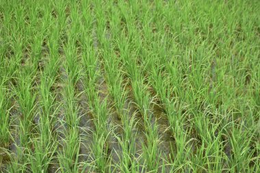 Yeşil Çeltik Tarlasında Genç Pirinç Bitkileri Büyüyor