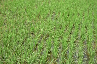 Yeşil Çeltik Tarlasında Genç Pirinç Bitkileri Büyüyor
