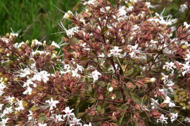 Glossy Abelia 'nın narin beyaz çiçekleri bir bahçe çitinde çiçek açıyor. Pembe sepalleri ve küçük yıldız şeklinde çiçekleri olan süs çiçekleri..