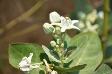 Beyaz Taç Çiçek Tomurcukları ve Çiçekleri
