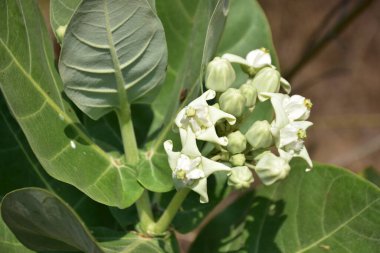 Doğal Doğa Ayarları 'nda Bud Cluster (Calotropis gigantea) ile Crown Çiçek Bitkisi