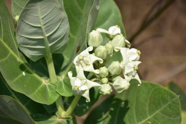 Doğal Doğa Ayarları 'nda Bud Cluster (Calotropis gigantea) ile Crown Çiçek Bitkisi