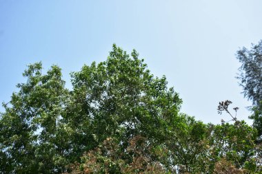 Boşluğu kopyalayan Açık Mavi Gökyüzüne Karşı Yeşil Ağaç Örtüsü
