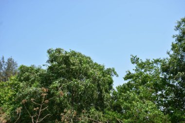 Ormanın güzel manzarası