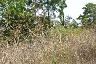 Güzel doğa geçmişi. Bahçedeki ağaçlar