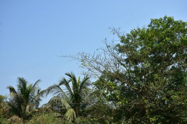 palmiye ağacı içinde Hindistan