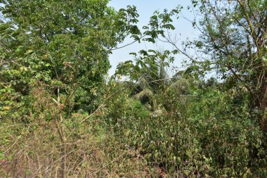 Tayland 'da bir ağaçta