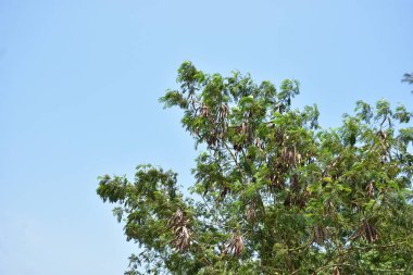 Taze Yeşil ve Kırmızımsı Yapraklı Ağaç Mavi Gökyüzüne Karşı